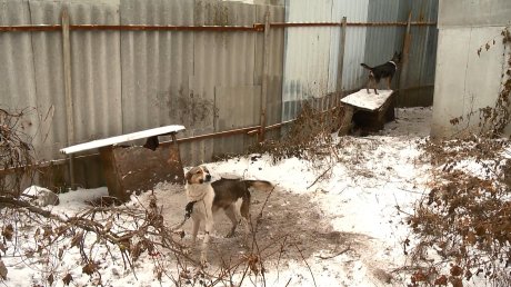 В Пензе собаки на цепях погибают от голода в дырявых будках
