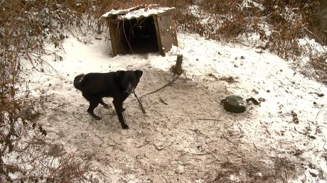 В Пензе собаки на цепях погибают от голода в дырявых будках