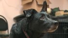 В Пензе кинолог прокомментировал новые правила содержания собак