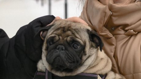 В Пензе кинолог прокомментировал новые правила содержания собак
