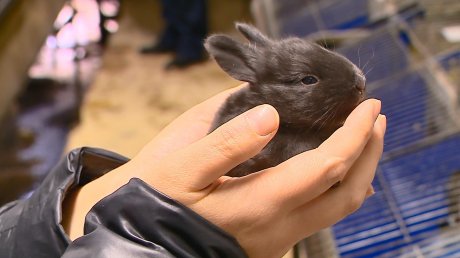 В Бессоновском районе сделали предсказание по самке кролика