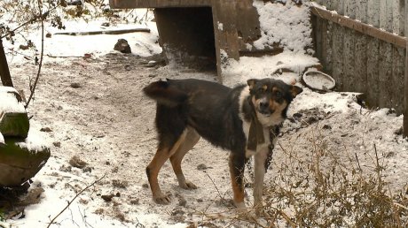 На хозяина голодных собак на улице Подольской заявили в полицию