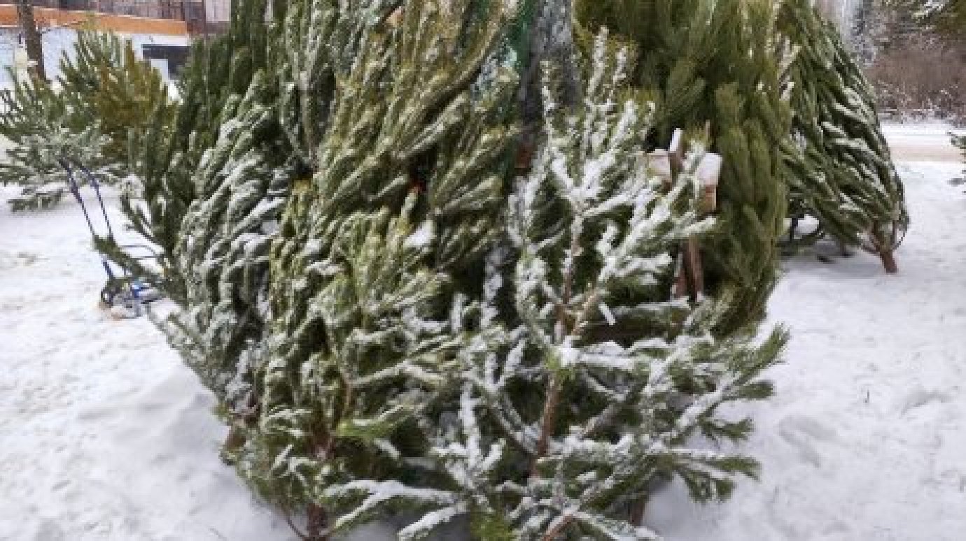У пензенцев будет шанс отдать новогоднюю елку на переработку