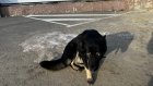 Отлов бездомных собак в Пензе обещали продолжить