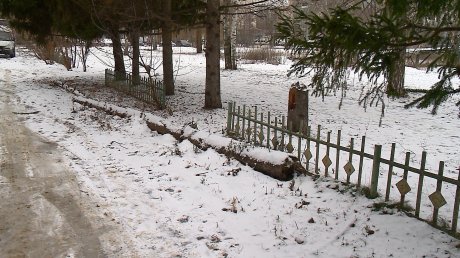 На улице Медицинской ель пала жертвой коммунальной системы