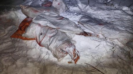 В Пачелмском районе жестоко убили взрослого самца лося