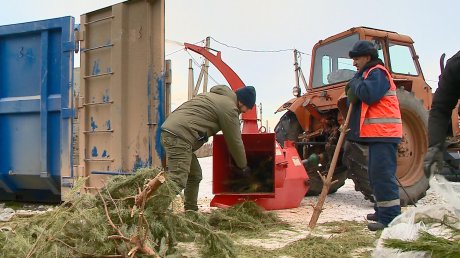 В Пензе приступили к переработке новогодних елок и сосен