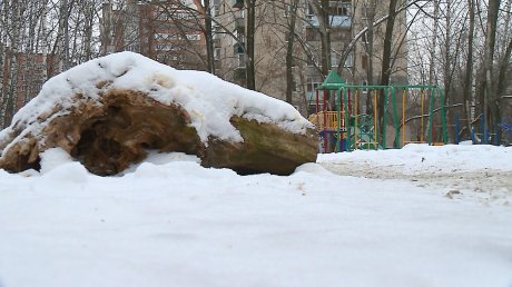 Жители Западной просят опилить деревья на детской площадке