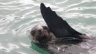 В Дагестане нашли еще восемь мертвых краснокнижных тюленей