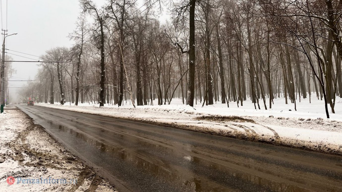 При ремонте улицы Попова намерены вырубить больше тысячи деревьев