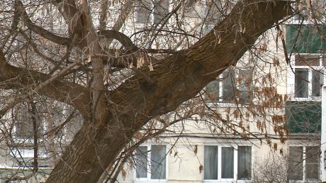 Старые деревья на улице Пушкина могут рухнуть на людей