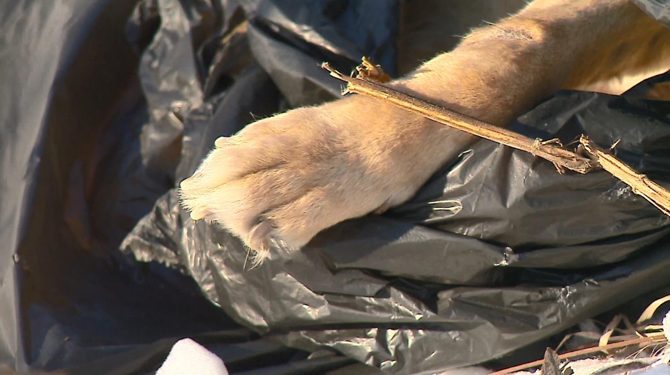 Пензенцы нашли труп собаки в мешке на берегу реки