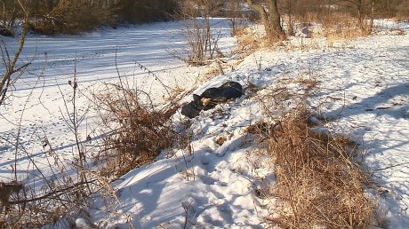 Пензенцы нашли труп собаки в мешке на берегу реки
