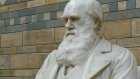12 февраля вспомним теорию эволюции Дарвина