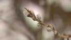 Весна не за горами: в Пензе на ветле раскрылись почки