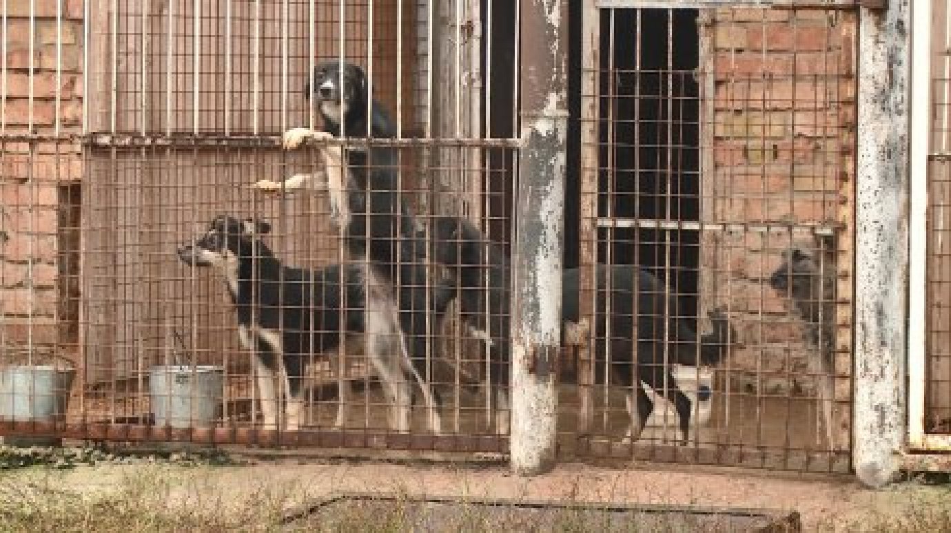 В Госдуме предложили содержать собак в приютах до самой смерти