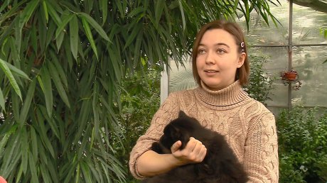 В Пензе кошки прогнали грызунов и спасли растения в ботаническом саду