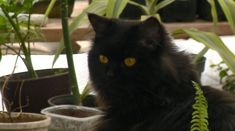 В Пензе кошки прогнали грызунов и спасли растения в ботаническом саду