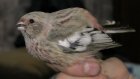 В Пензенской области впервые обнаружена птица из Сибири