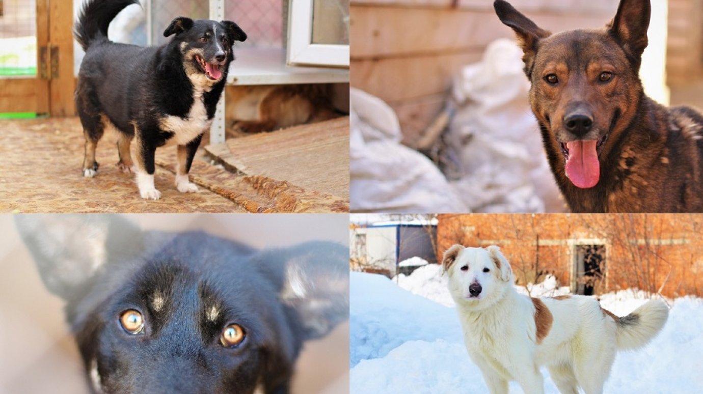 Душа бродяги приют для животных. Душа бродяги приют для животных. Приют для собак. Душа бродяги приют для животных. Приют душа бродяги.