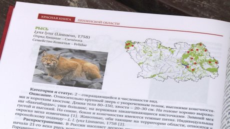 В Пензенской области заметили краснокнижное животное