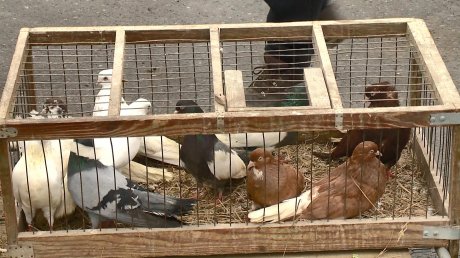 На окраине Пензы любители голубей устроили выставку своих птиц