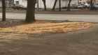 В Пензе песок на газоне встревожил противников стихийных парковок