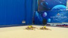 В Пензе стартовали соревнования по художественной гимнастике