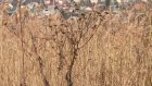 На Ставропольской жители боятся пожара из-за сухой травы