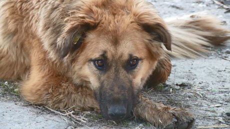 Пензенцы угрожают расправой бездомным собакам на Кижеватова