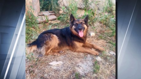 Пензенцы угрожают расправой бездомным собакам на Кижеватова