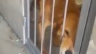 «Ад для собак»: жительница Каменки раскрыла, что творится в приюте