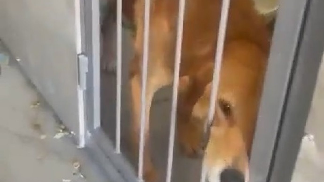 «Ад для собак»: жительница Каменки раскрыла, что творится в приюте