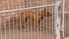 В Кузнецке заканчиваются деньги на отлов бродячих собак