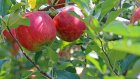 Дачникам рассказали о праве срывать яблоки с «соседских» деревьев