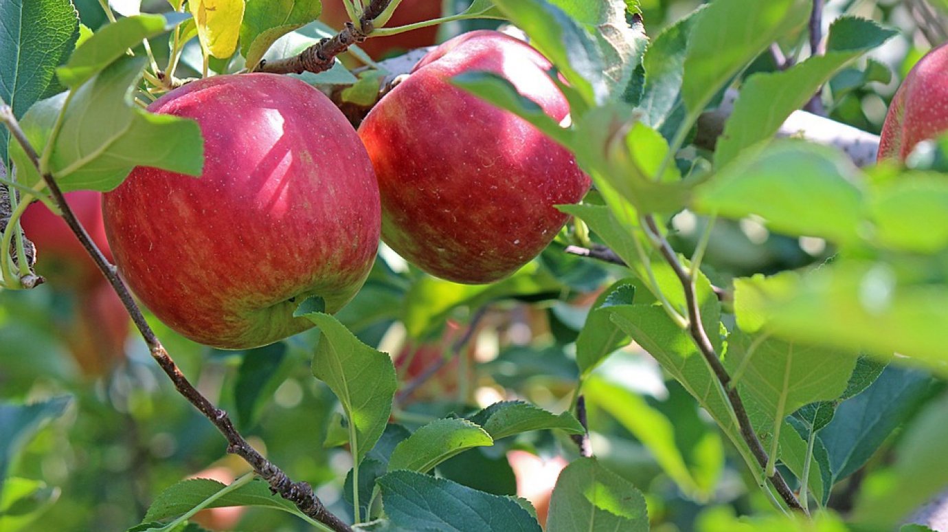 Дачникам рассказали о праве срывать яблоки с «соседских» деревьев