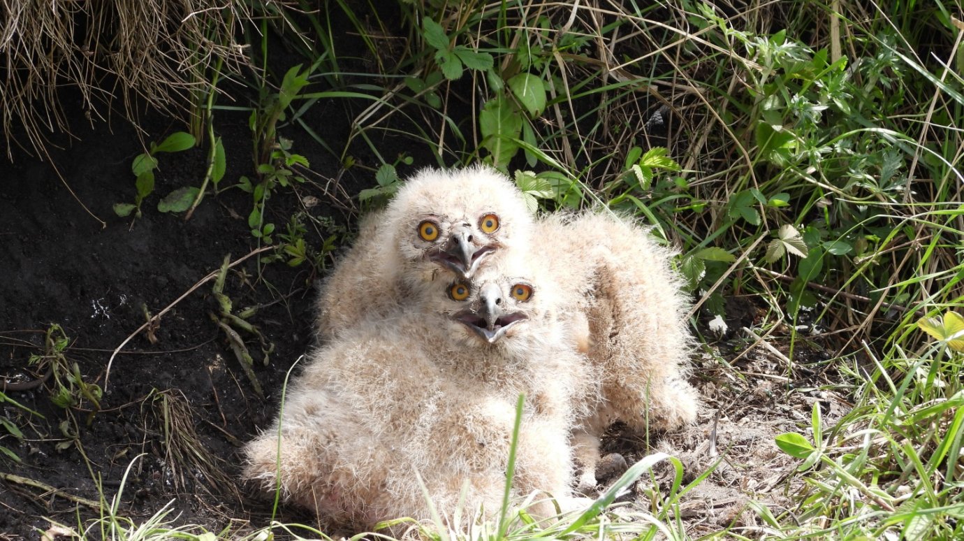 В Колышлейском районе нашли гнездо редкой птицы