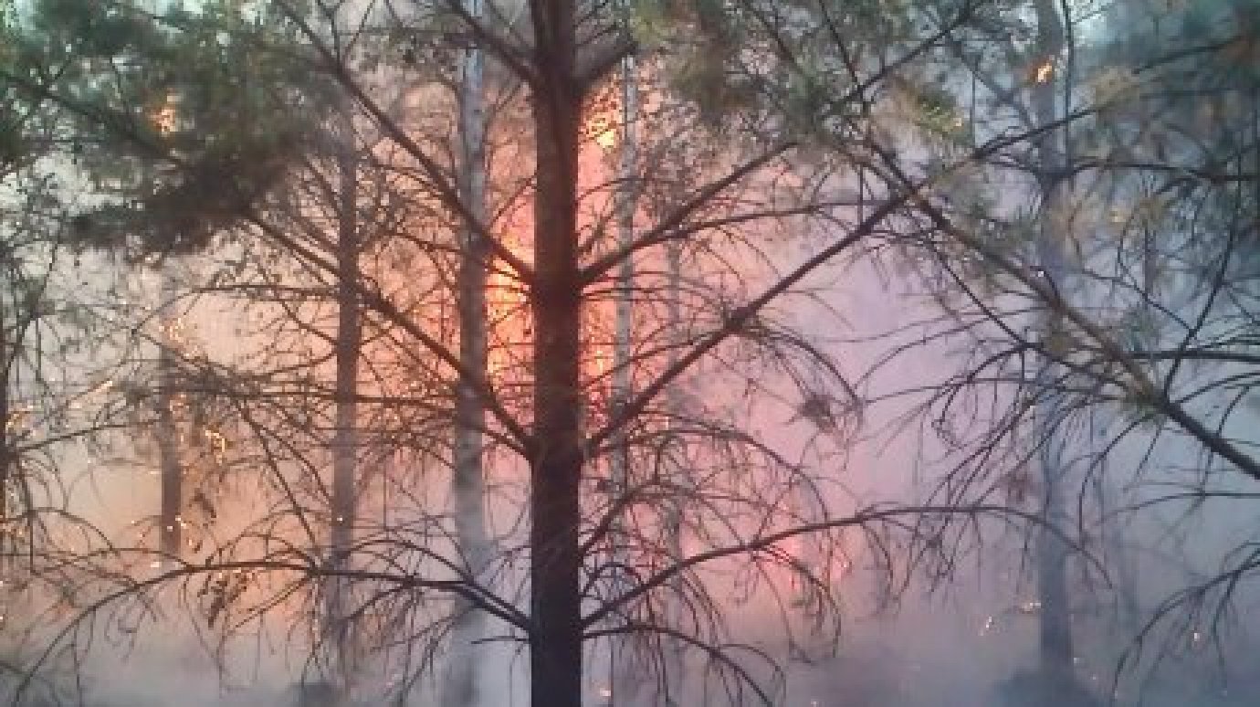 Свердловчане винят пензенские поезда в возгорании леса у путей