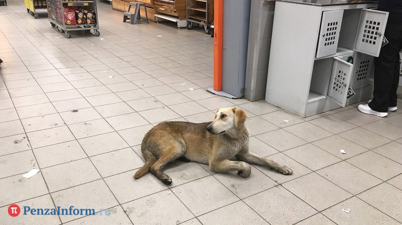 В Кузнецком районе нашли виновного в нападении бродячего пса на ребенка
