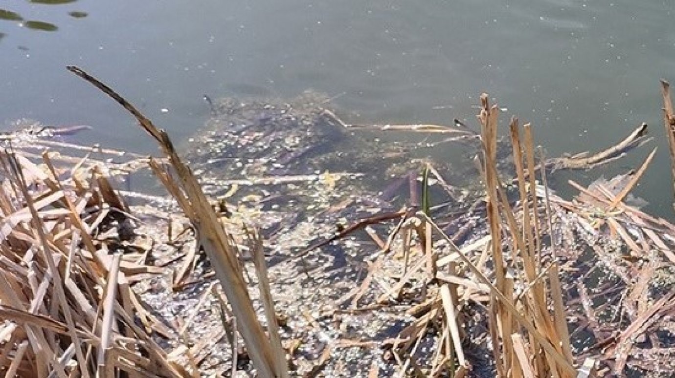 В Пензе подтвердили факт загрязнения ручья Безымянного