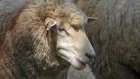 Два брата под видом разведения овец обустроили нарколабораторию