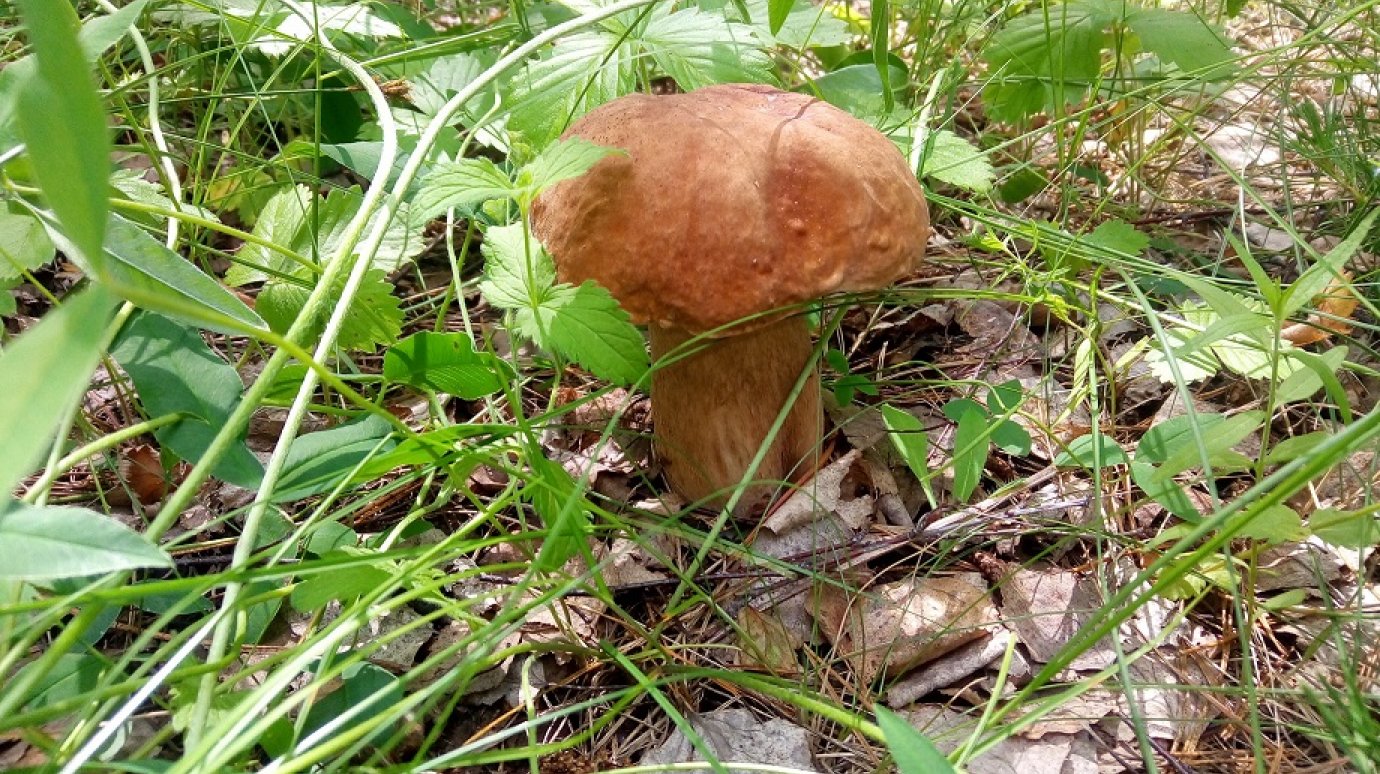 11 июня поищем первые белые грибы