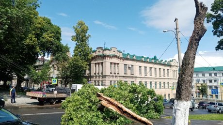 На ул. Лермонтова упавшее на дорогу дерево спровоцировало затор