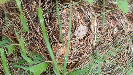 Житель области нашел в лесу необычные для июня грибы