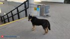 В Пензенской области активизируют работу по отлову бродячих собак