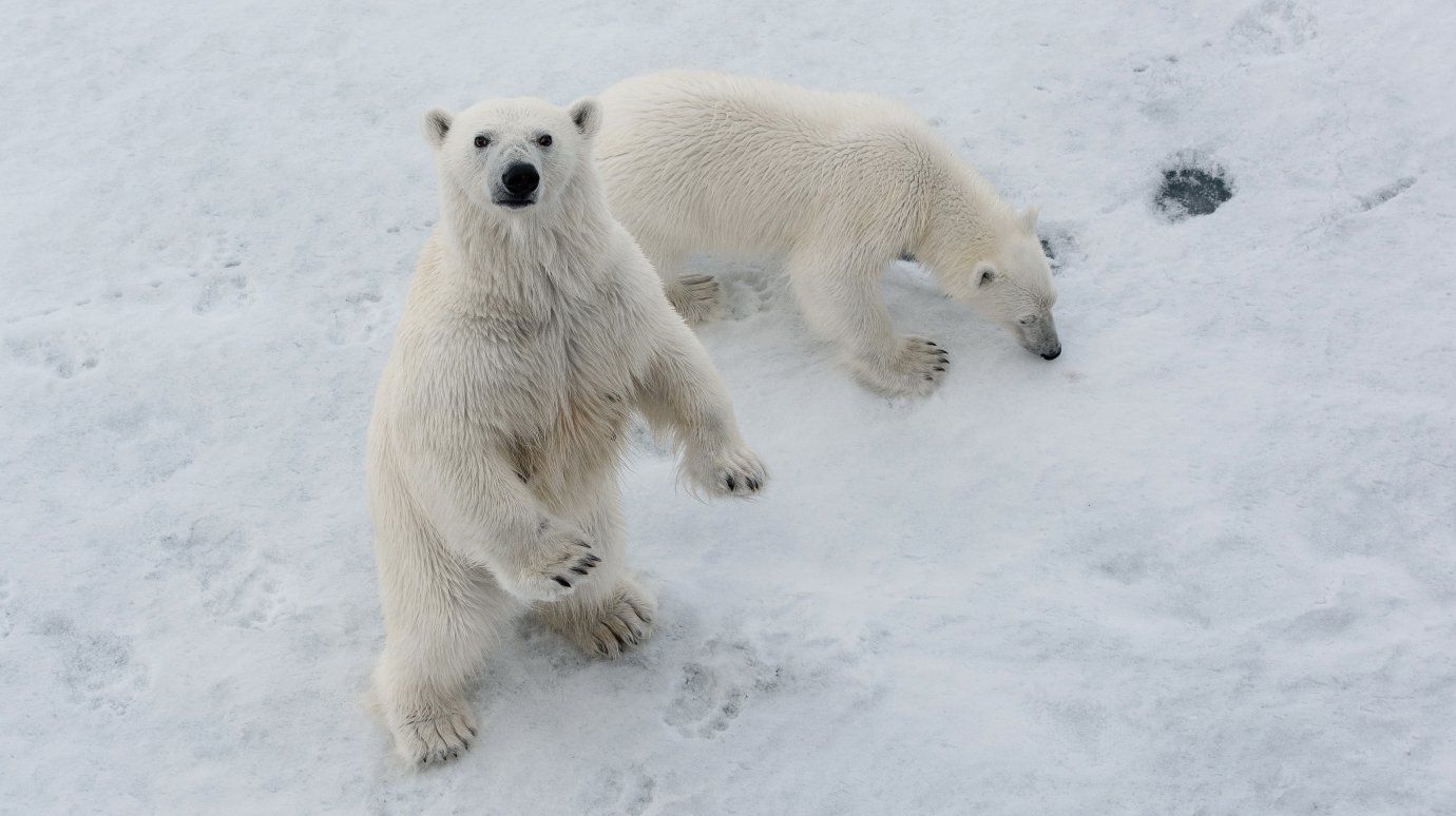 Арктика - индикатор планеты: экопроекту «Роснефти» 10 лет