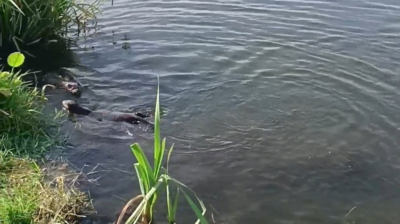 Пензенцы сняли на видео семью плавающих зверей