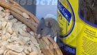 В пензенском магазине мышь поела арахис на глазах у покупателей