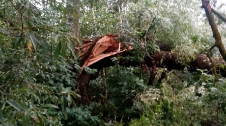 Упавшее дерево мешает жительнице Леонидовки добраться до колонки