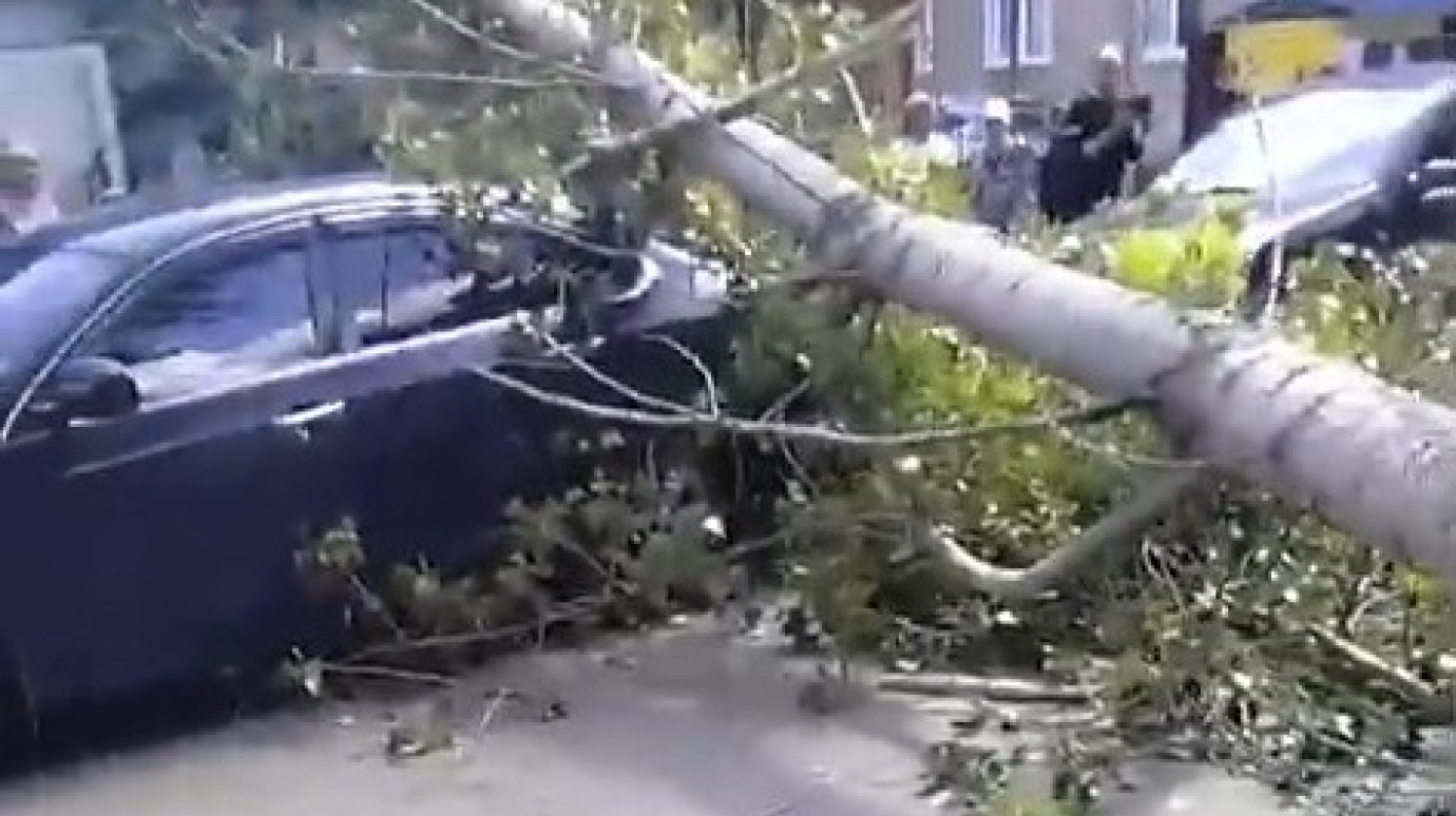 В Пензе на Южной Поляне дерево рухнуло на автомобиль Nissan